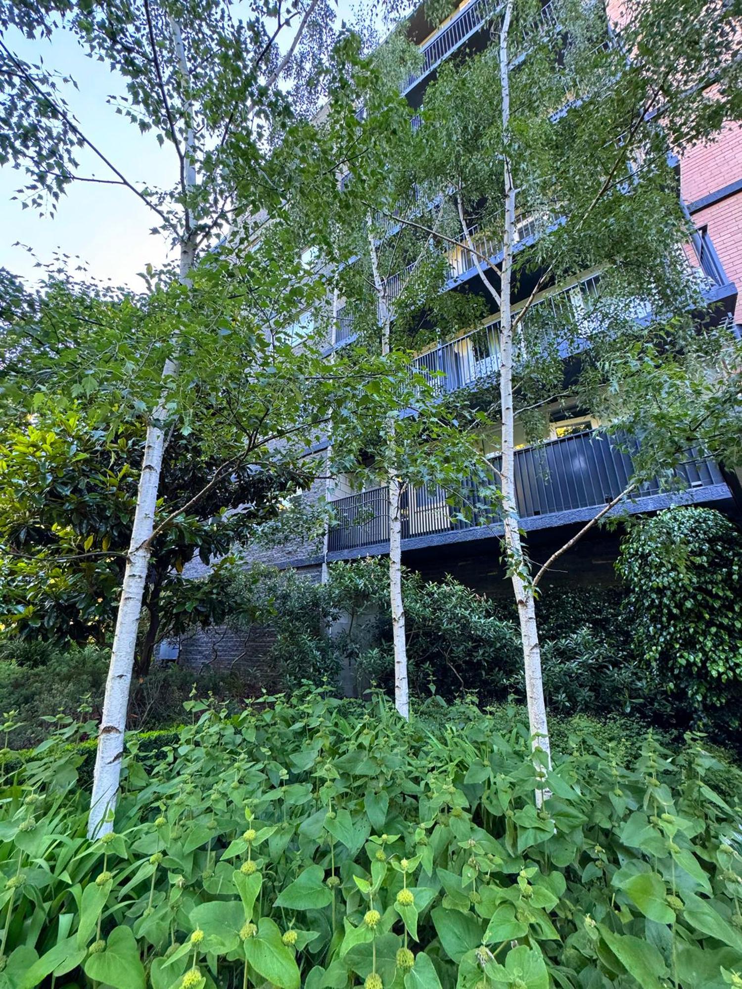 Treetops In Toorak 2br Midcentury Entire Apartment