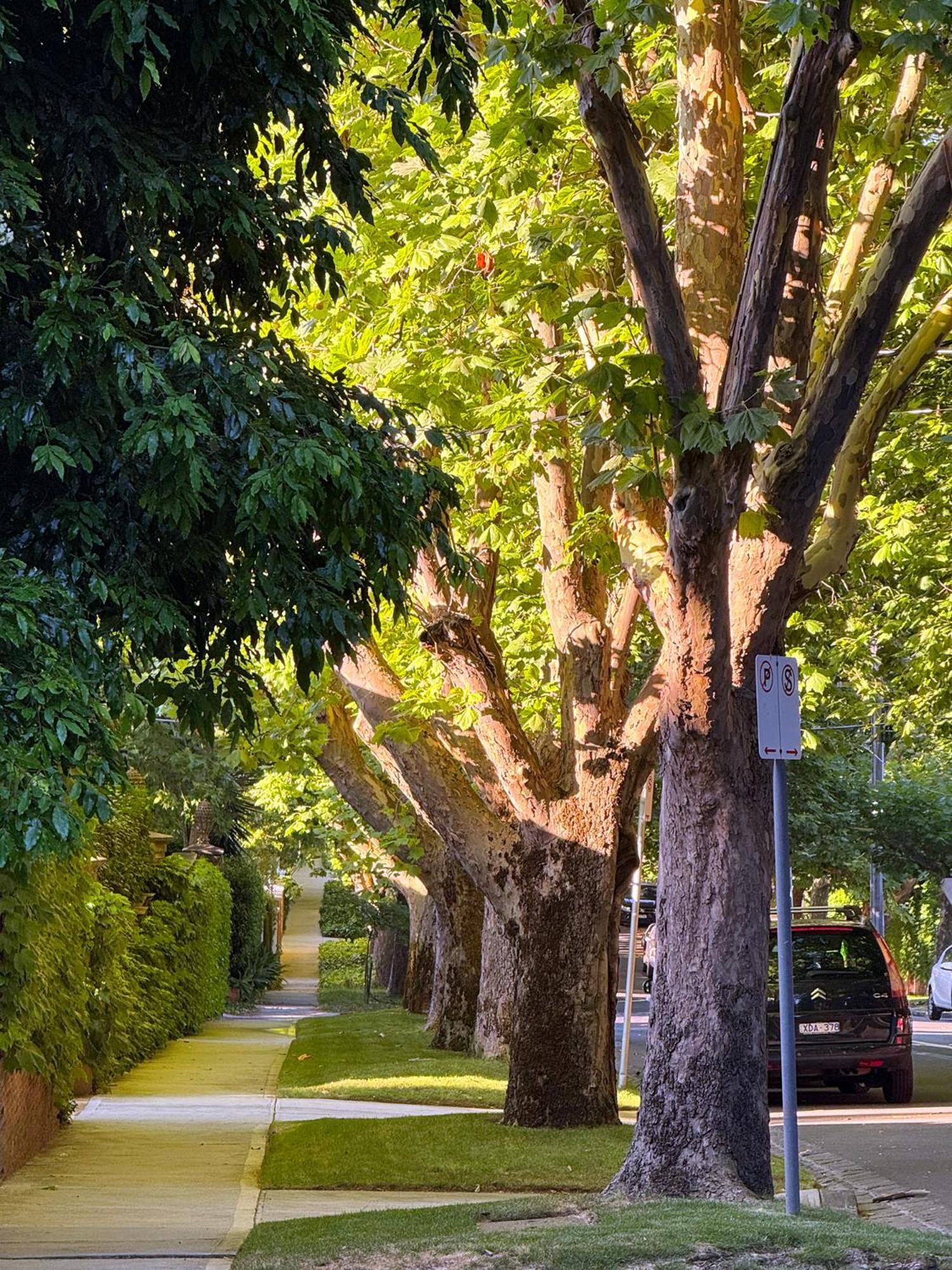Treetops In Toorak 2br Midcentury Entire Melbourne